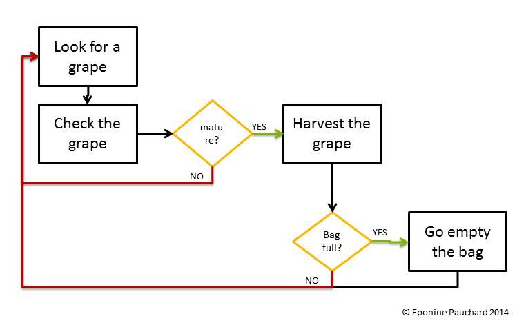 Diagram illustrating the decisions: Look for a bunch of grape and then look at the bunch. Is the grape mature? if no start over, if yes pick-up the grape Is the bag full? if yes, go empty the bag and start over, if no start over.